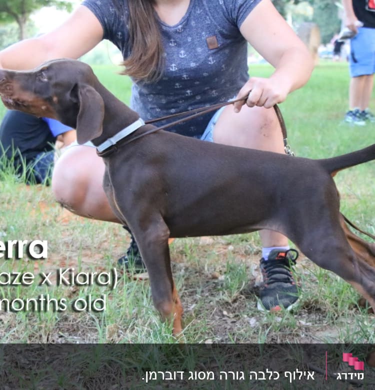 אישה מאמנת כלב צעיר עם רצועה בפארק